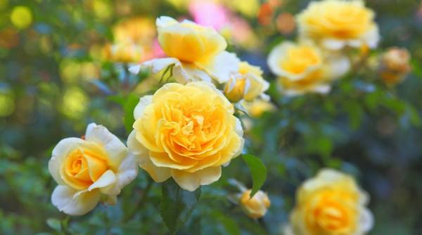 10 цветов с чарующим ароматом