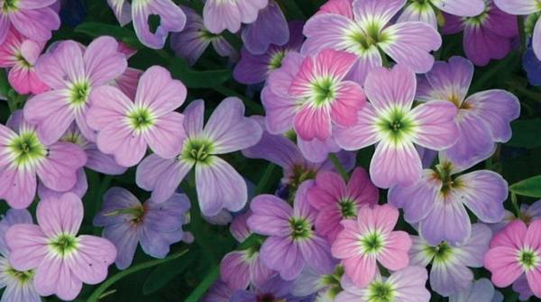 10 цветов с чарующим ароматом
