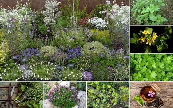 14 красивых и полезных растений для вашего аптекарского огорода - фото