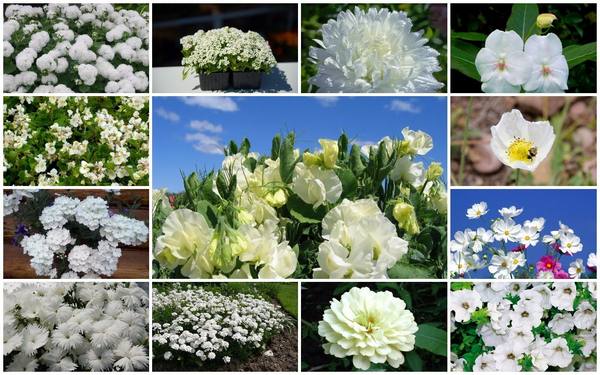20 однолетников с белыми цветками  подойдут для любого стиля сада с фото