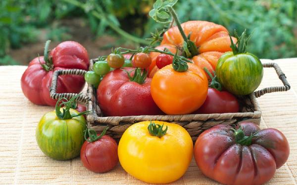5 сортов томатов для засолки и салатов  отличный урожай даже в холодное лет ... - фото