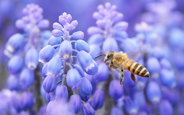 6 секретов цветника, который привлекает пчел - фото