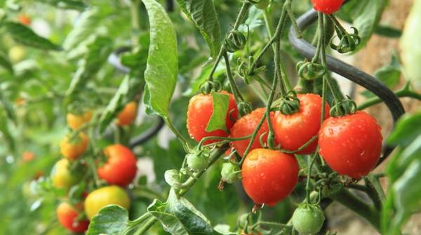 9 мифов о выращивании томатов на даче - фото
