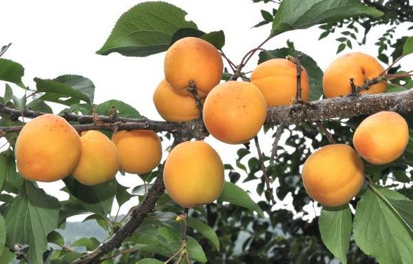 Особенности маньчжурского абрикоса с фото