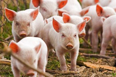 Вся правда об африканской чуме свиней: насколько опасен вирус для человека - фото