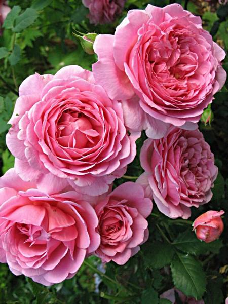 Английские розы, посадка уход - фото