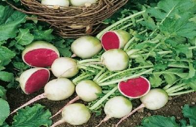Арбузная редька: особенности корнеплода, правила выращивания и хранения - фото