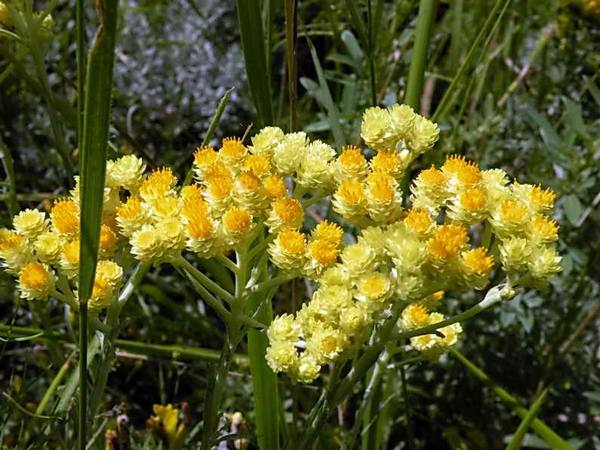 Бессмертник - цветок для посадки в саду, сбор цветков - фото