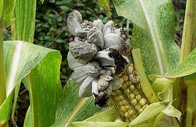Болезни и вредители кукурузы и методы борьбы с ними - фото