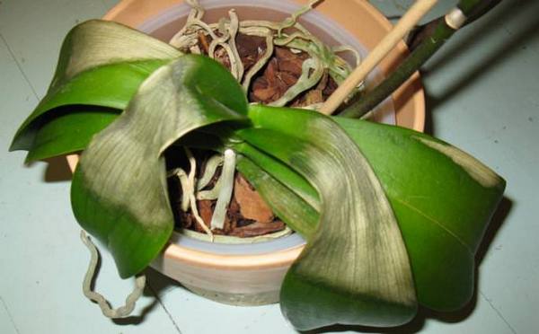 Основные болезни орхидей Фаленопсис и эффективные способы их лечения - фото