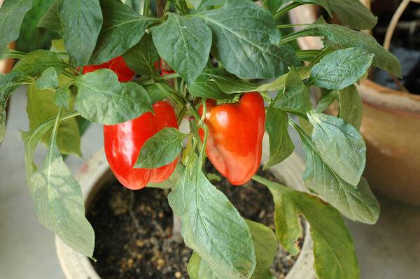 Выращиваем вкусный болгарский перец дома - фото