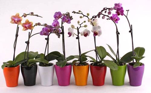 Удобрения для орхидеи фаленопсис - фото