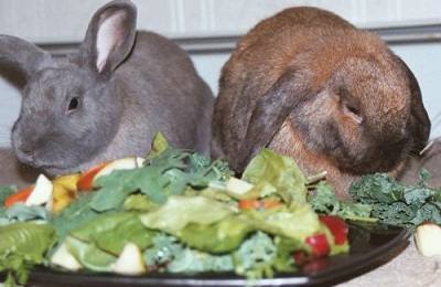 Чем и как стоит кормить кроликов? - фото