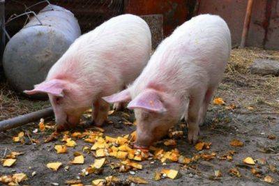 Домашнее свиноводство: как правильно и чем необходимо кормить свиней? с фото
