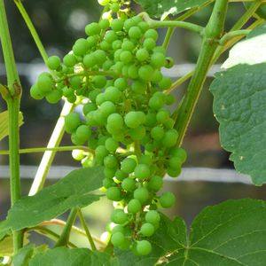 Обработка винограда от болезней и вредителей - эффективные методы с фото