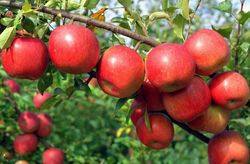 Обработка яблонь от вредителей и болезней - список препаратов - фото