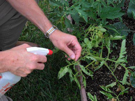 Уход за растением: чем можно опрыскивать помидоры - фото