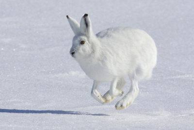 Главные различия зайцев и кроликов с фото