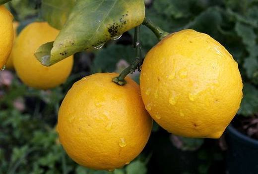 Чем полезен лимон для организма человека - фото