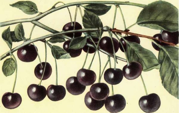 Выращивание вишни Черной крупной - фото