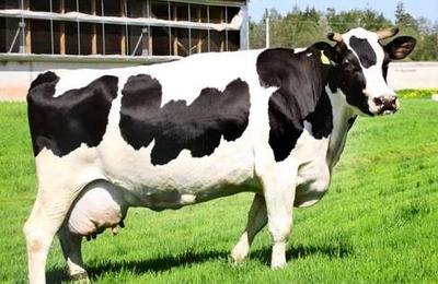 Основные особенности и продуктивность коров черно-пестрой породы с фото