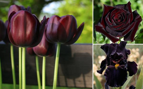 Черные цветы: 15 видов растений с темными бутонами и листьями - фото