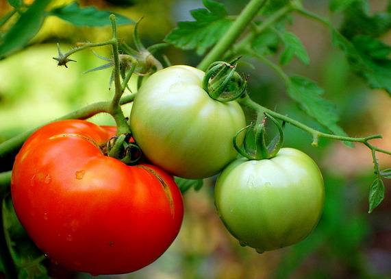 Чем подкормить помидоры, чтобы быстрее краснели?» - фото