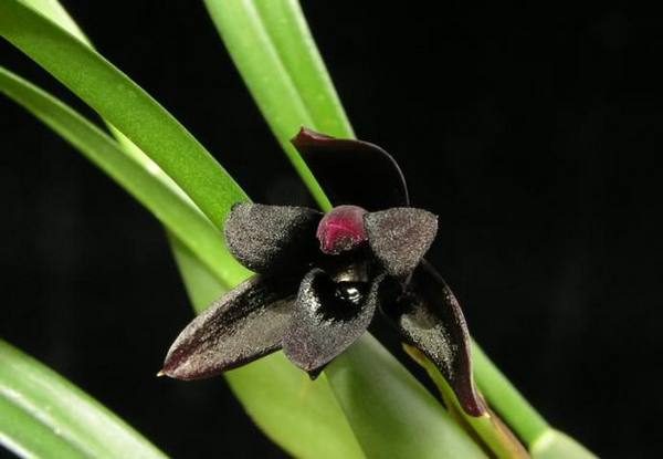 Черный цвет и орхидеи - фото