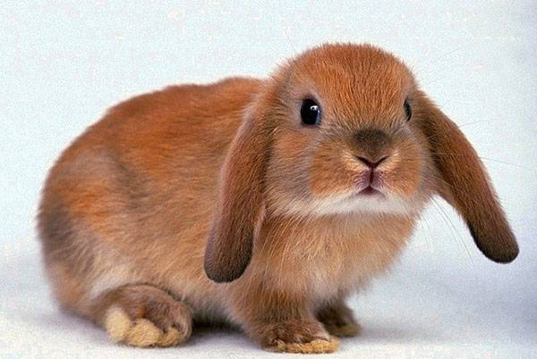 Декоративные домашние кролики украсят вашу жизнь - фото