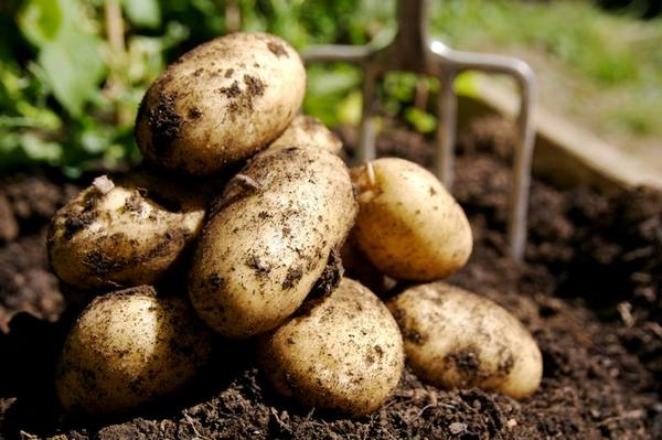 Добиться хорошего урожая картофеля с фото