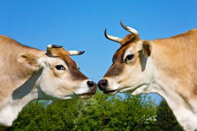 Джерсейская порода коров: описание и рекомендации по содержанию - фото