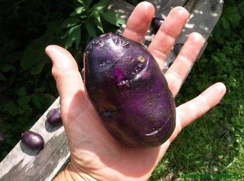 Как вырастить фиолетовую картошку на своем дачном участке с фото