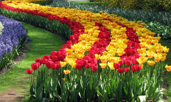 Голландские тюльпаны, посадка и уход - фото