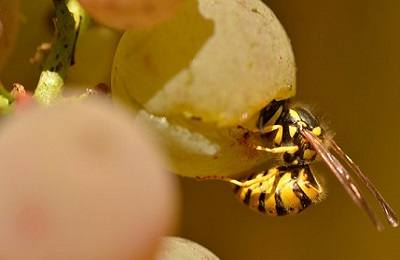 Методы, позволяющие уберечь виноград от ос и птиц с фото