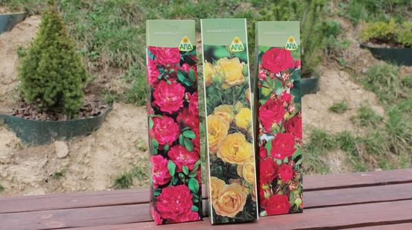 Как посадить почвопокровные розы весной (пошаговая инструкция с фото) - фото