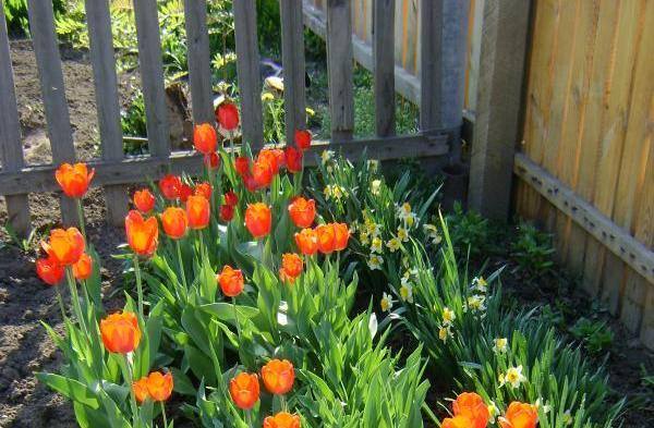 Как посадить тюльпаны весной, чтобы они цвели - фото