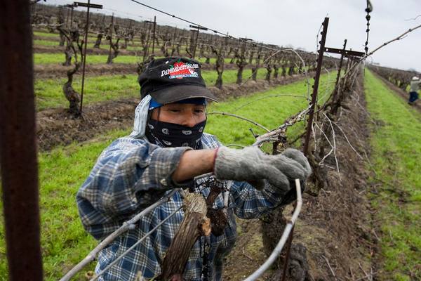 Подвязывание винограда, как правильно это сделать? с фото