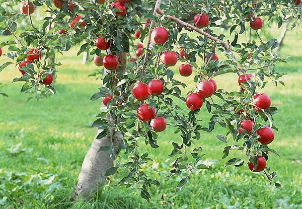 Как правильно посадить яблоню весной? с фото