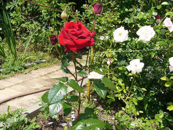 Как правильно срезать розы? Как сохранить срезанные розы? с фото