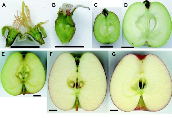 Как происходит развитие плода у плодовых деревьев - фото