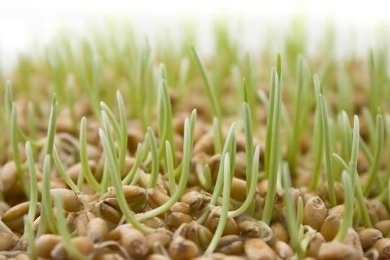 Как правильно прорастить пшеницу для еды? с фото