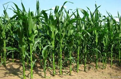 Технология выращивания кукурузы - фото