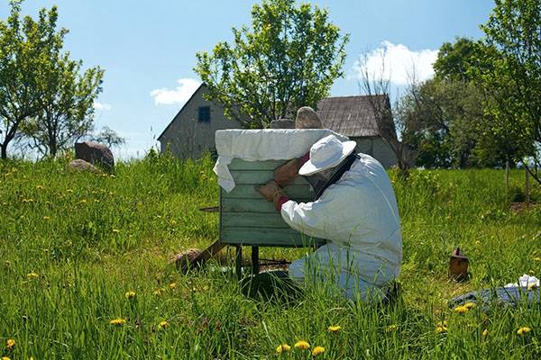 Как сделать отводок пчел весной: видео и описание способов - фото