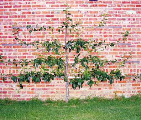 Как сформировать фруктовое дерево в виде горизонтальной пальметты - фото