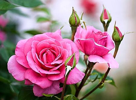 Посадка роз под зиму и правила осеннего ухода за розарием - фото