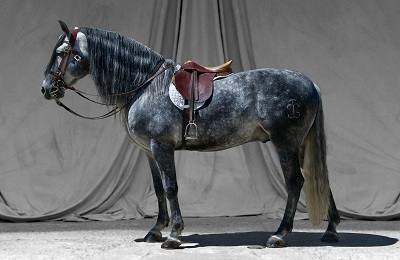 Управление лошадью: основы, нюансы, важные моменты с фото