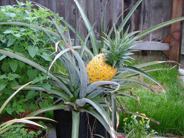 Как вырастить ананас из верхушки в домашних условиях? - фото