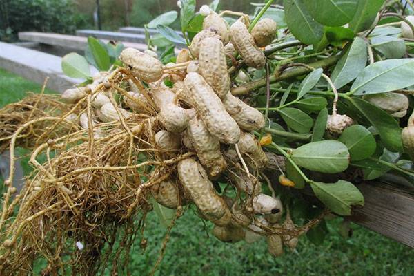 Как вырастить арахис у себя на даче с фото