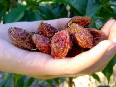 Технология выращивания персика из косточки - фото