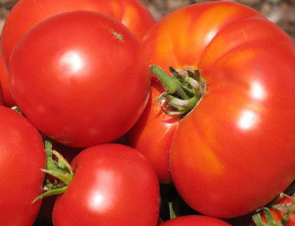 Как вырастить рассаду крупных томатов, интересный способ - фото